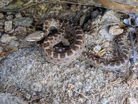 Isla Santa Catalina Nightsnake Hypsiglena Catalinae Inaturalist