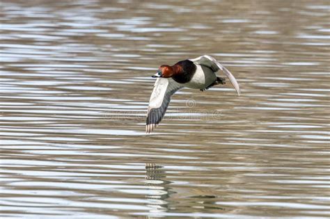 Red Crested Pochard Netta Rufina Flying Over A Lake At Munich Germany