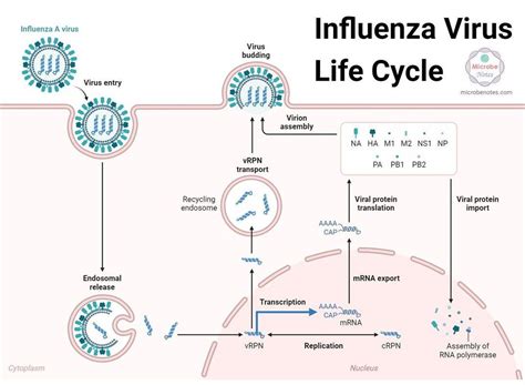 Influenza Virus Life Cycle Medizzy