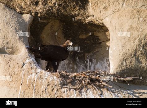 Young golden eagle at nest Stock Photo - Alamy