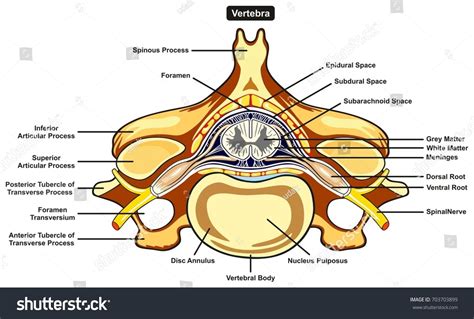 Spinal Cord Cross Section Denzelkruwsloan