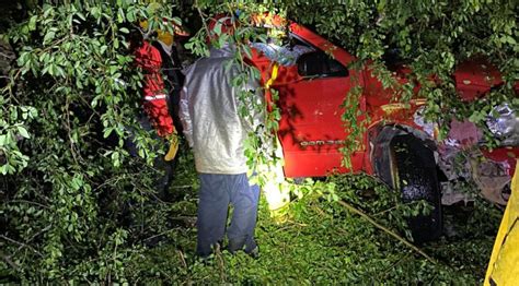 Sin Vida Al Caerle Un Rbol En La Carretera Rese A Urbana Medios