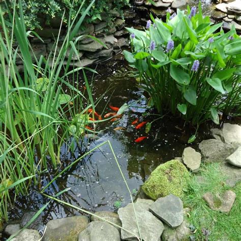 30 Wildlife Pond Design Ideas for Animals & Critters - Pond Informer