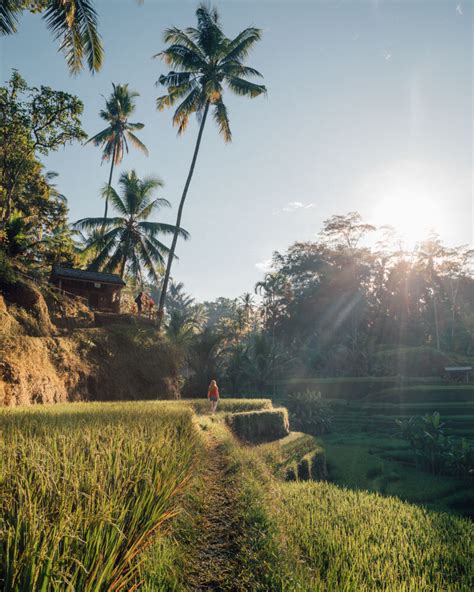 Tegalalang Rice Terrace, Ubud: the ultimate guide and our top tips ...