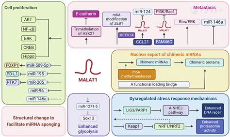 Long Non Coding Rna Malat1 In Hematological Malignancies And Its