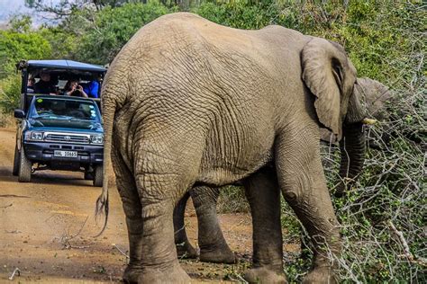 Hluhluwe Imfolozi Big Safari Van Een Halve Of Een Hele Dag