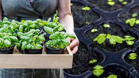 La guía definitiva para plantar albahaca desvelamos todos los secretos