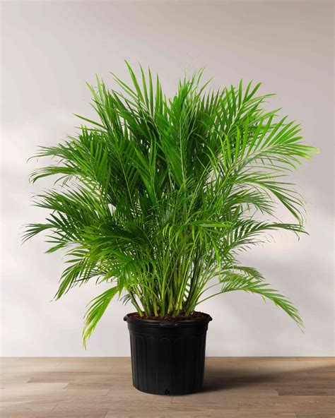 tropical house plant 8