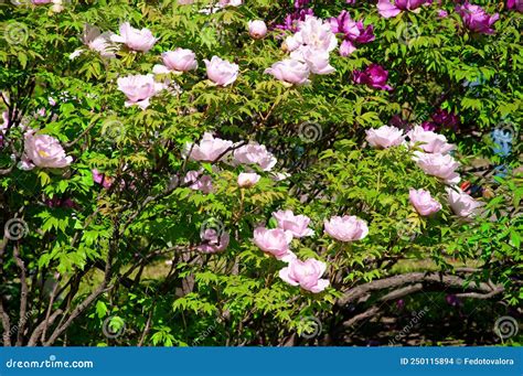 Beautiful Pink And Purple Paeonia Suffruticosa Flowers Close Up In A