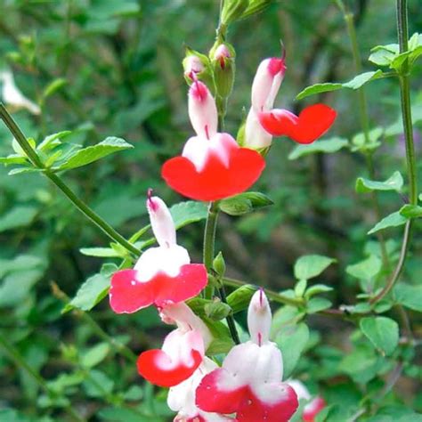 Salvia Microphylla Hot Lips Putnam Hill Nursery