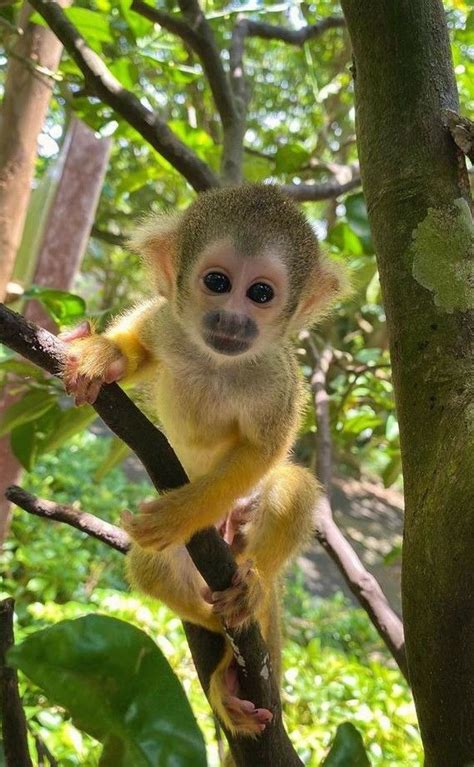 Top 6 Amazon Rainforest Monkeys To Spot Artofit