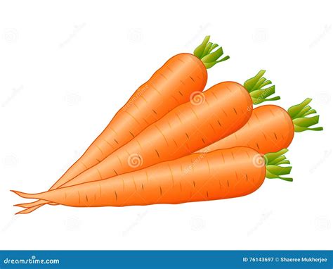 Carrot Illustration Vector