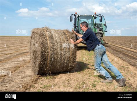 Cultivation of flax Stock Photo - Alamy