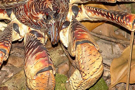 Giant Coconut Crabs Amelia Earhart