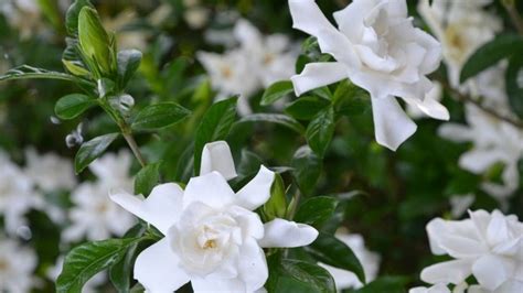 What Is The Most Fragrant Jasmine Features And Care Global Gardening