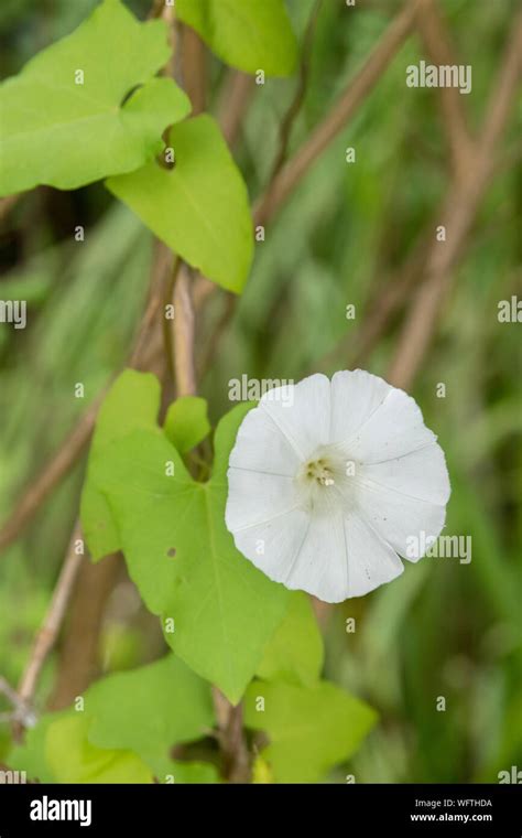 Flowers And Foliage Of Hedge Bindweed Calystegia Sepium Growing In A