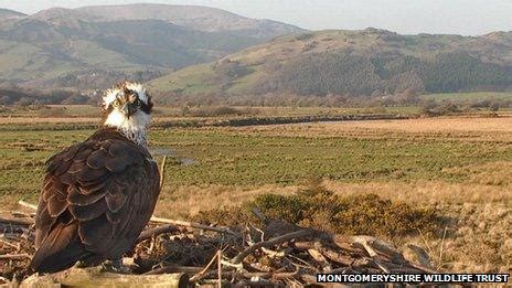 Cors Dyfi S Osprey Reserve Gets 928 000 Lotto Grant BBC News