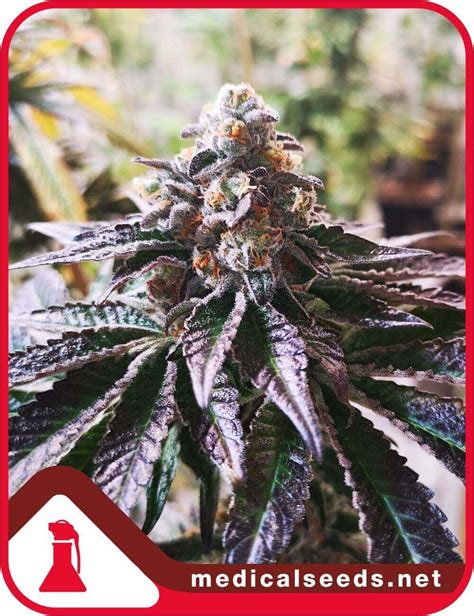 Sale Of Medical Seeds Cookies Purple Punch