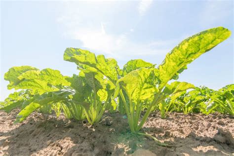 Sugar Beet Field Green Sugar Beets In The Ground Stock Photo Image