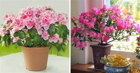 7 Plantas De Interior Que Eliminan Los Malos Olores De La Casa