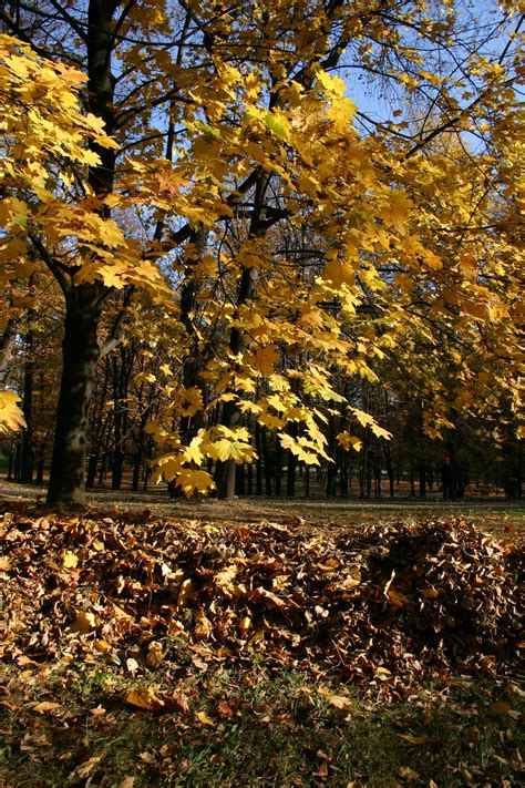 Fotos gratis paisaje árbol naturaleza bosque rama planta luz de