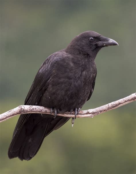 crow是什么意思_crow的中文解释和发音_