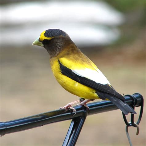 Evening Grosbeak