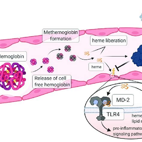 Current Understanding Of Hemopexin Mode Of Action In Patients