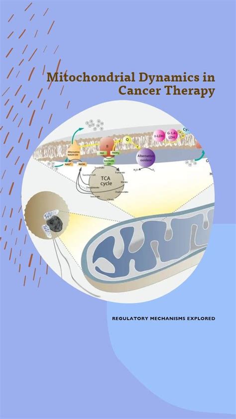Jack Huang on LinkedIn: Regulatory Mechanisms of Mitochondrial Dynamics ... 