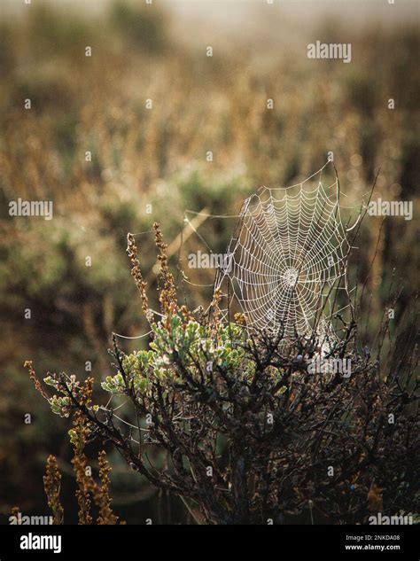 A Spider Web Covered In Morning Dew In Grand Teton National Park