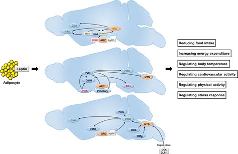 Leptin Signaling And Leptin Resistance