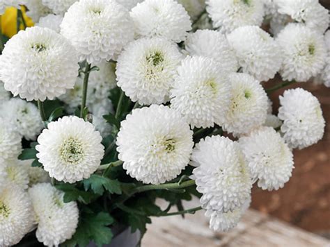 Chrysanthemum star white – Flowering Plants – Agro Green Infotech