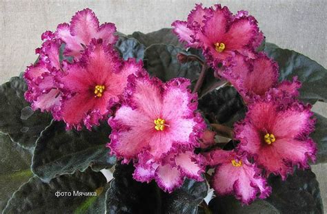 137 Best Images About African Violet On Pinterest Library