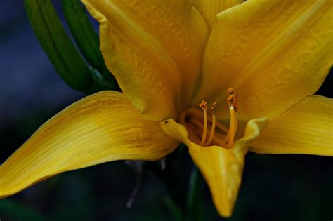 Yellow Daylily Flower Plant - Free photo on Pixabay - Pixabay