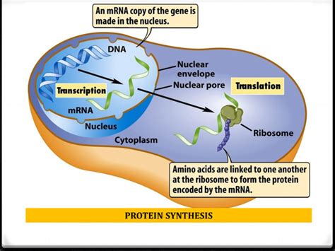 Sc912l169 Universality Of Genetic Code Welcome To Dr Suris