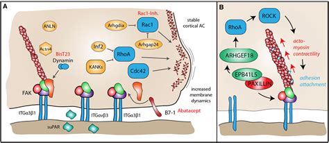 Figure 2 from The Evolving Complexity of the Podocyte Cytoskeleton. | Semantic Scholar