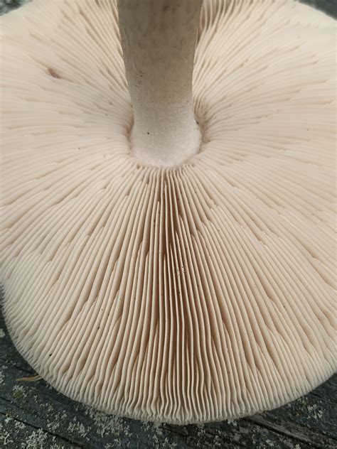 Pluteus Cervinus Group Deer Shield Mushrooms Of Ct