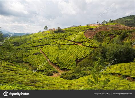 Green Beautiful Tea Plantation India Province Kerala Stock Photo by ...