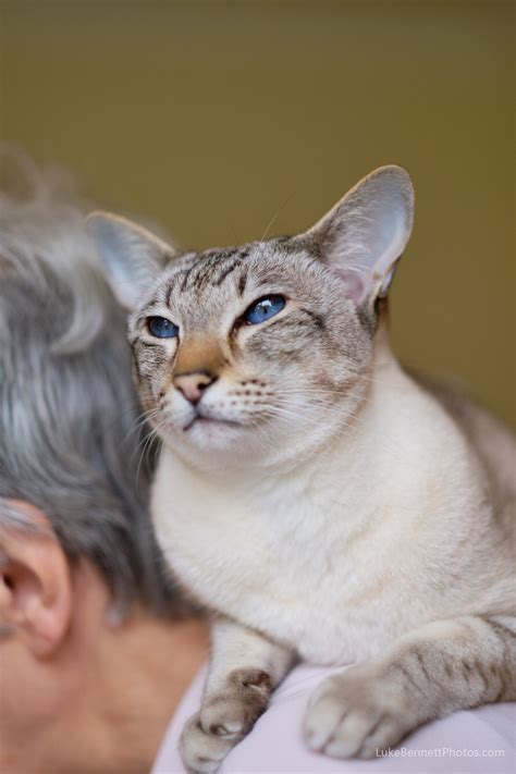 Cat Portraits with Fujifilm XF 56mm F/1.2 and Fujifilm XF 10-24mm f/4 R