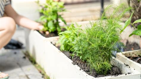 9 Tips For Growing Abundant Herbs In Raised Beds