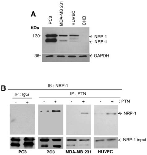 Identification Of Nrp 1 As Ptn Binding Protein A Nrp 1 Expression In