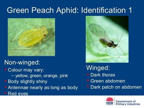 Jo Holloway Green peach aphid identification & lifecycle 2014-0805