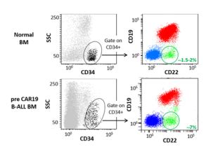 Aparecen Las C Lulas Que Est N Detr S De La Reca Da De La Leucemia