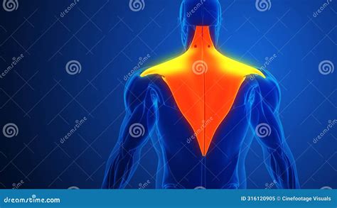 Trapezius Muscle Pain With Blue Background Stock Photo Cartoondealer