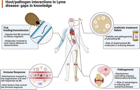 Frontiers Report Of The Pathogenesis And Pathophysiology Of Lyme