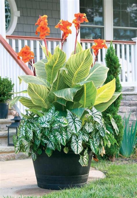 Best Summer Bulbs For Containers Canna Lilies Are Tropical Plants With Big Shiny Leaves And