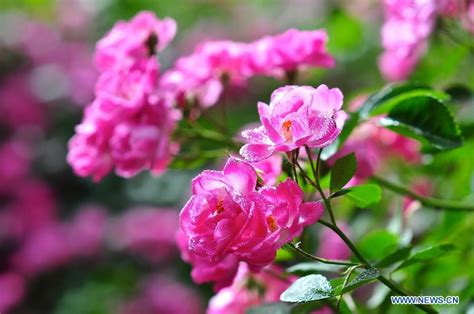 Tourists View Chinese Roses In Beijing Botanical Garden 1 Chinadaily