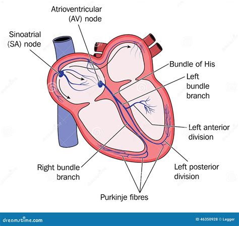 Système De Conduction De Coeur Illustration De Vecteur Illustration