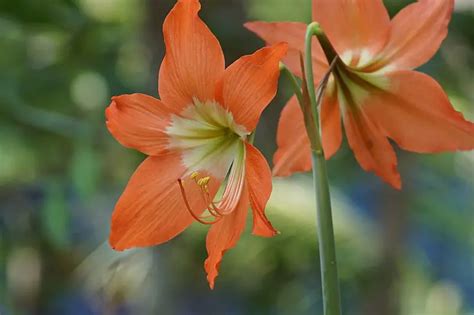 Hippeastrum (Amaryllis) – A to Z Flowers