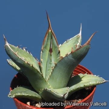 Agave Ghiesbreghtii